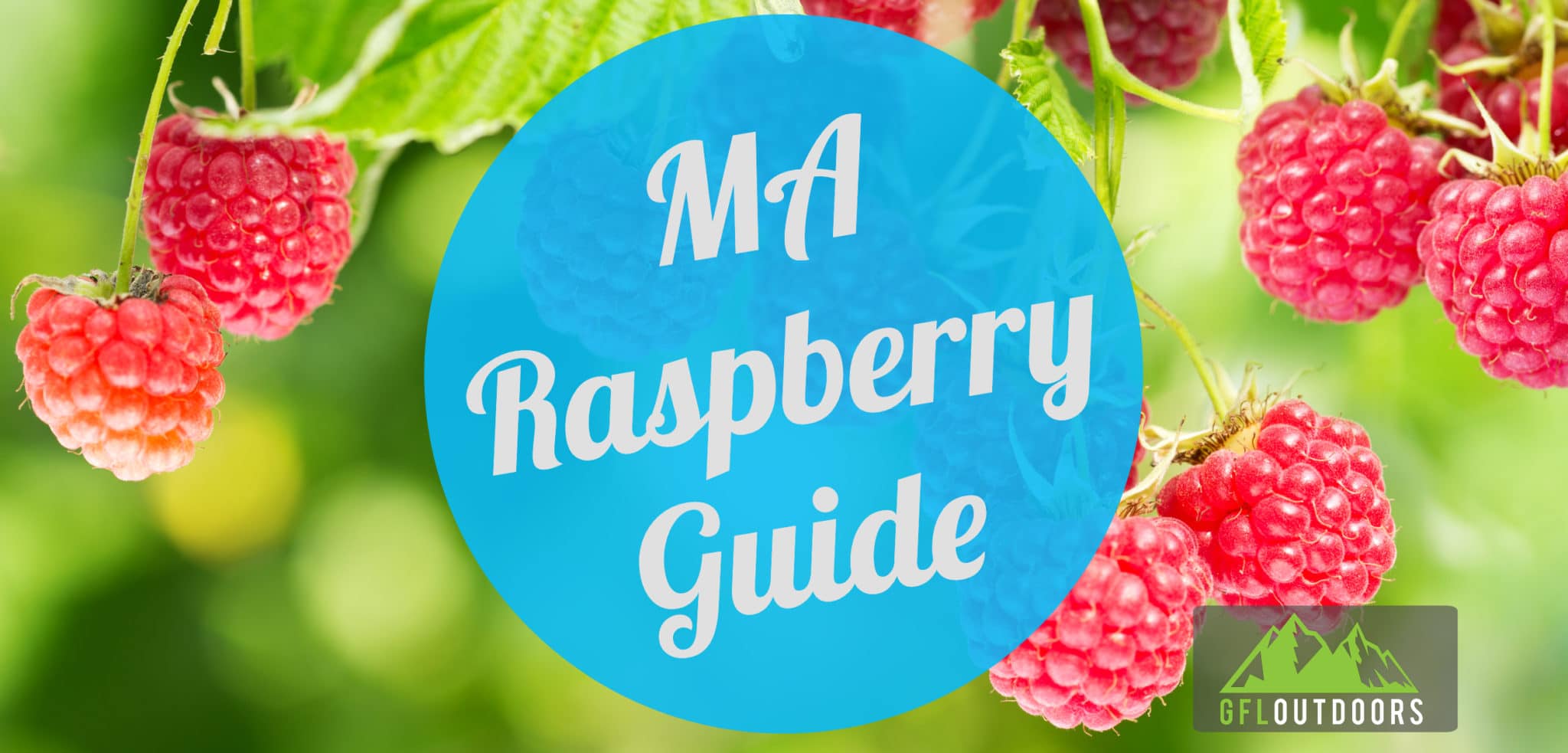 When to Plant Raspberries in Massachusetts GFL Outdoors
