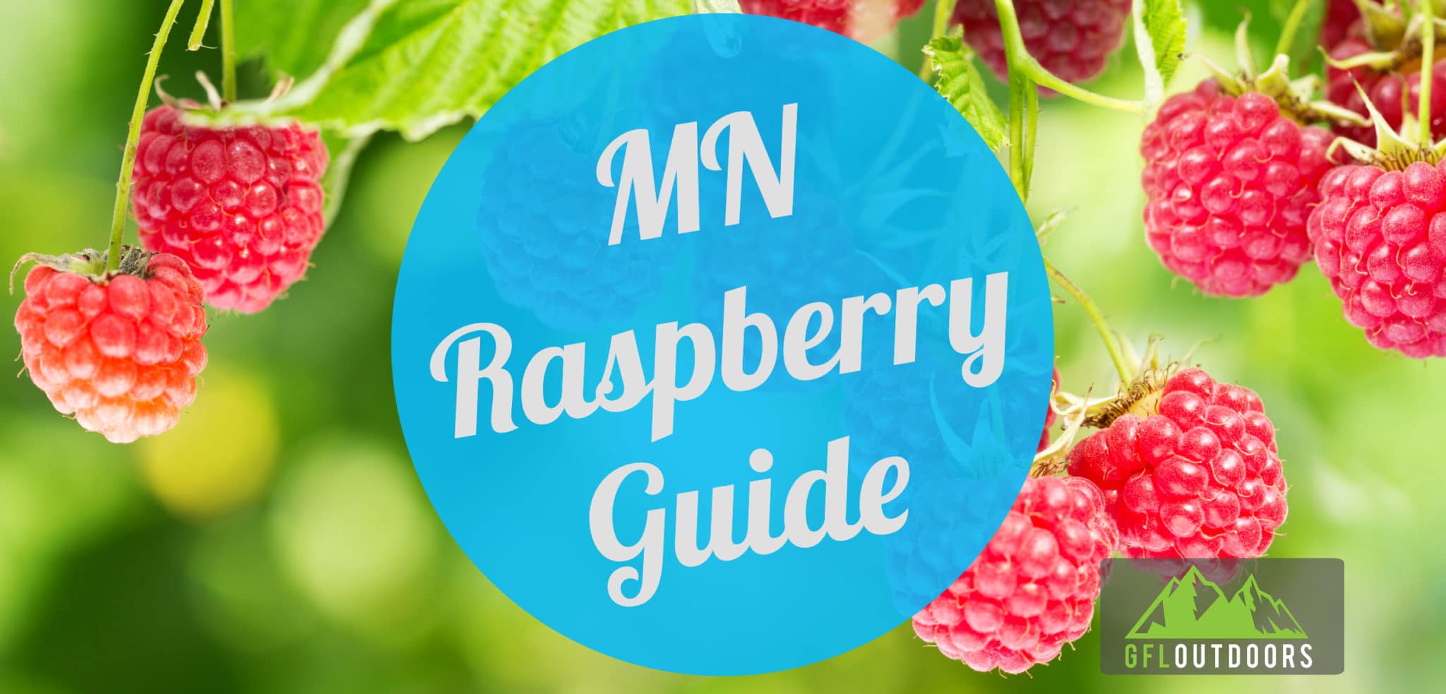 When to Plant Raspberries in Minnesota GFL Outdoors