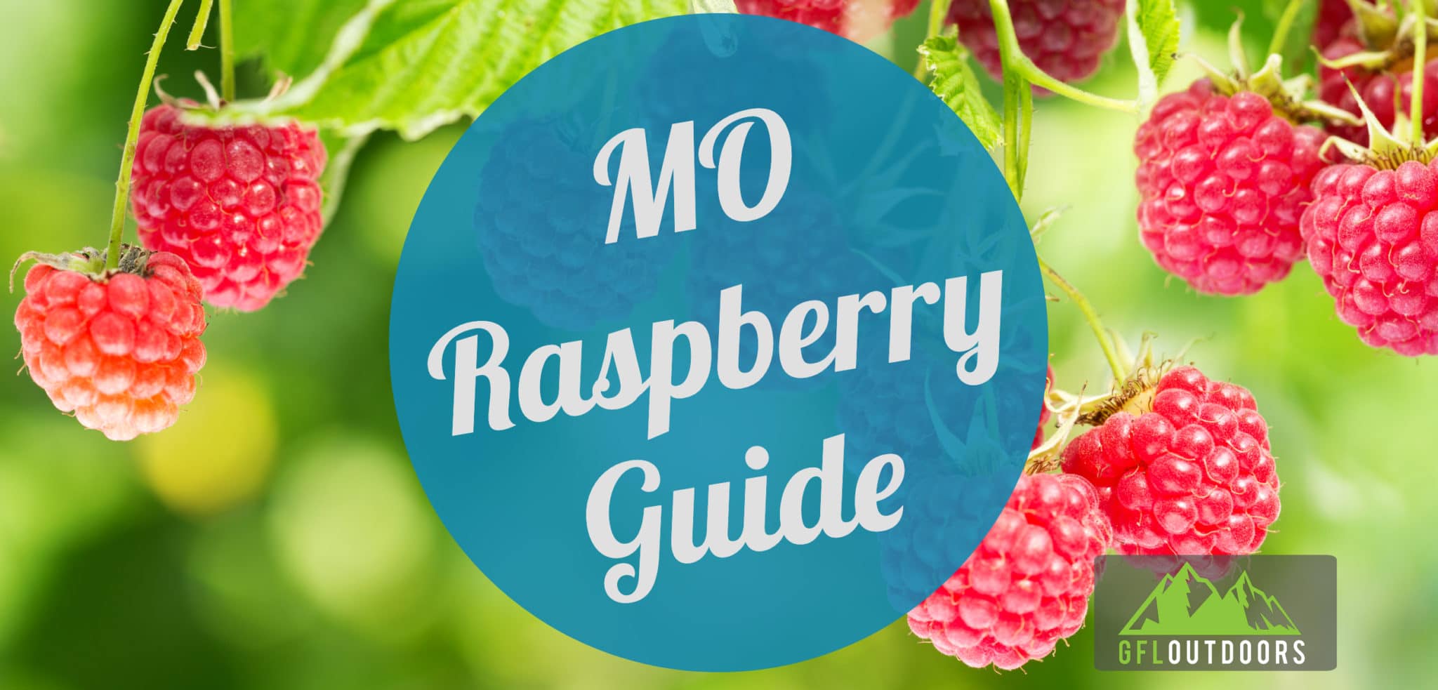 When to Plant Raspberries in Missouri GFL Outdoors