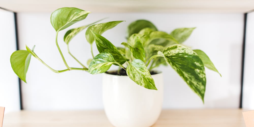 Marble Queen Pothos 