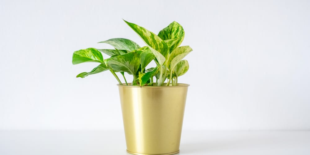 Marble Queen Pothos Care