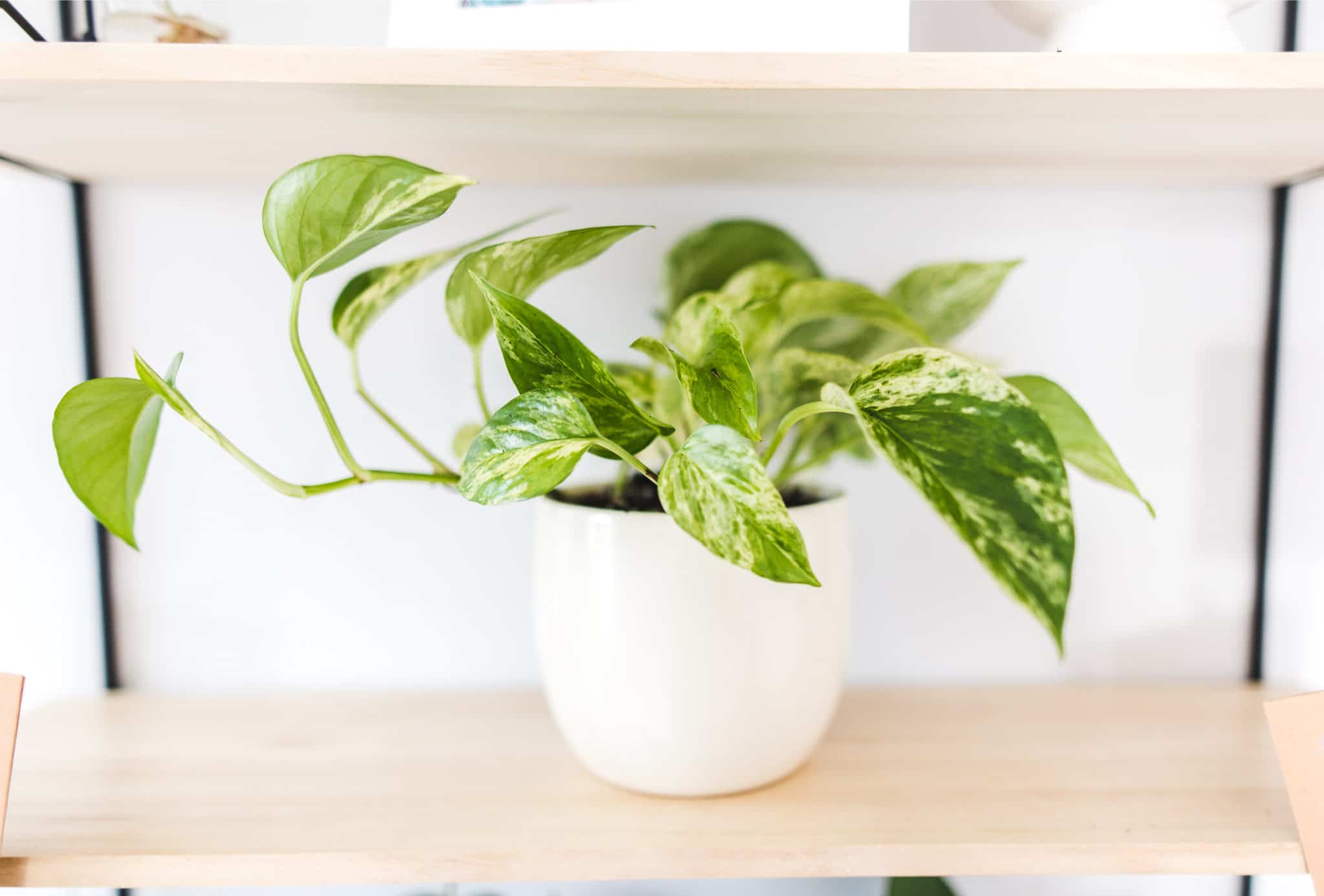 Marble Queen Pothos