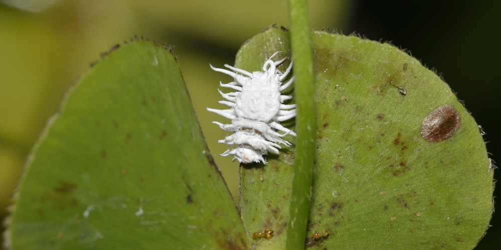 Mealybugs on Orchids