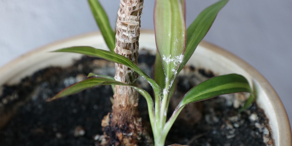 Mealybugs in Soil