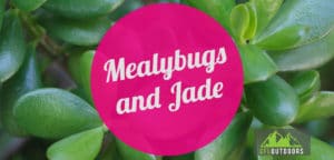 Mealybugs and Jade