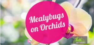 Mealybugs on Orchids
