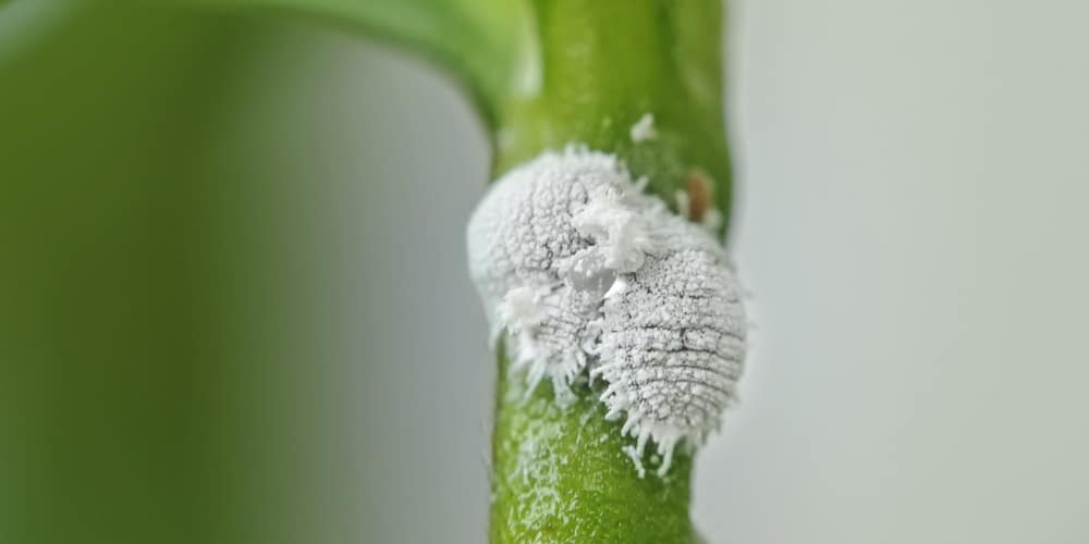 mealybugs on jade plant