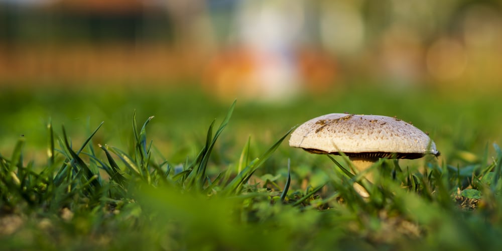 Mushrooms in Yard