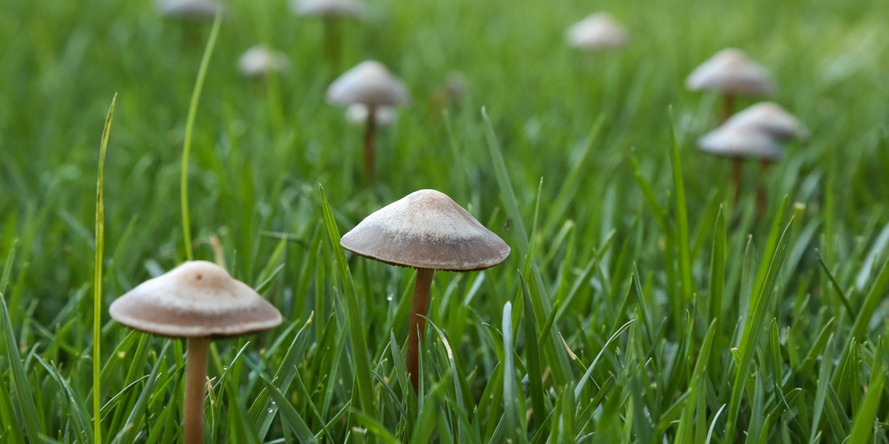 How to get rid of mushrooms in a yard