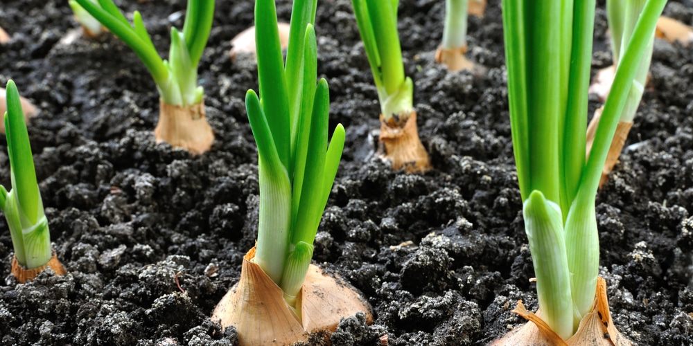 Best Time To Plant Onions in North Texas