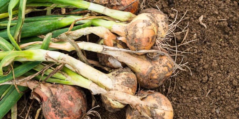 When To Plant Onions In Zone 6 GFL Outdoors When To Plant Onions In Zone 6 GFL Outdoors
