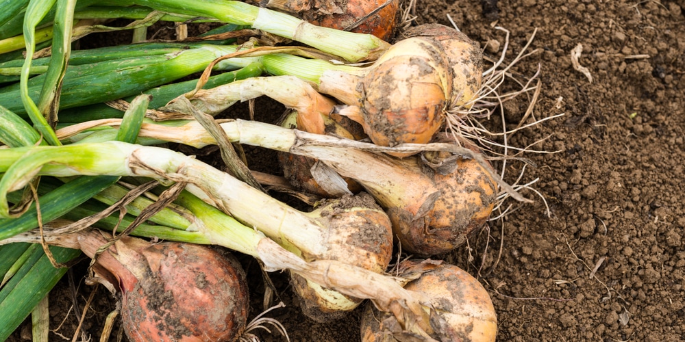 when to plant onions in indiana