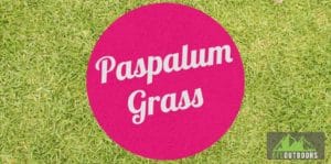 Paspalum Grass Yard