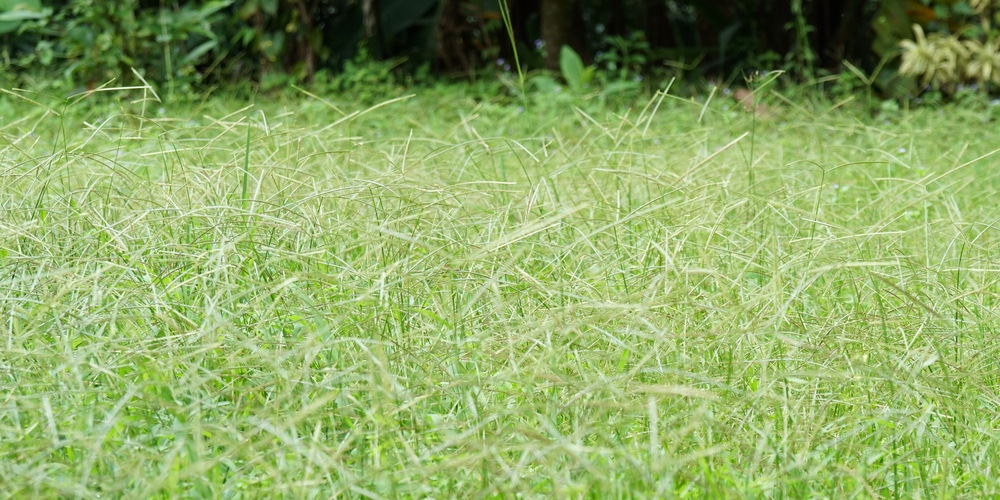 paspalum grass vs bermuda