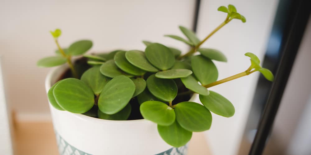 Peperomia Hope Care