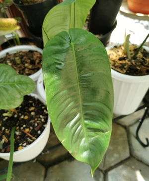 Philodendron Sharoniae Care