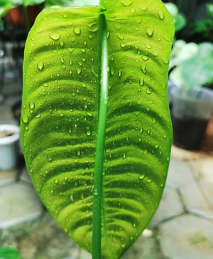 Philodendron Sharoniae