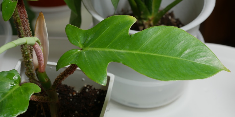 Philodendron Squamiferum Care