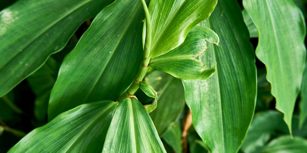 Philodendron Tripartitum Care