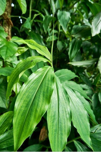 Philodendron Tripartitum