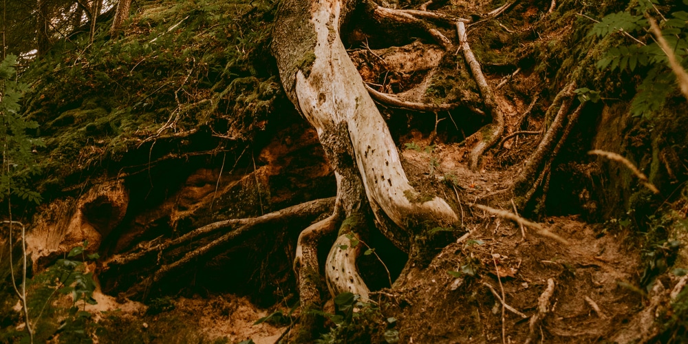 How to Stop Tree Roots From Growing Back