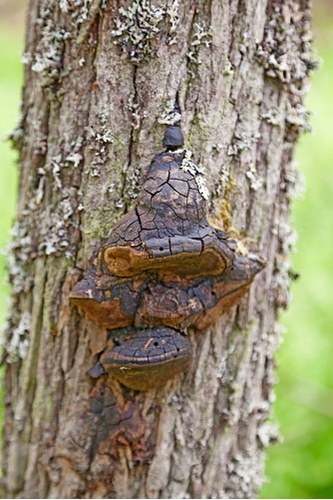 Pine Tree Fungus