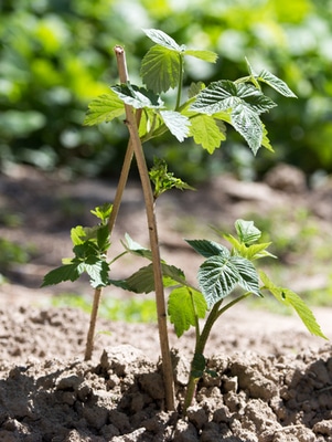 Planting Raspberry Bush in Iowa