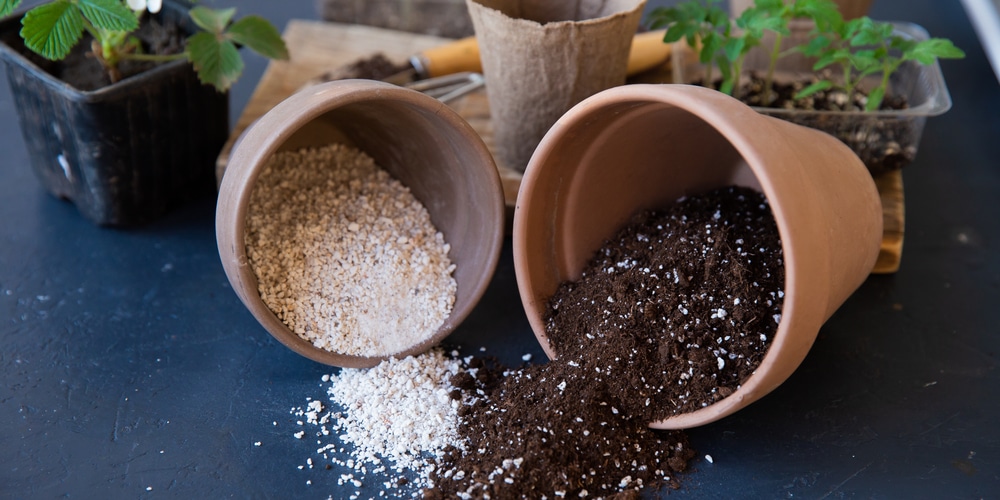 soil for Hoya Rotundiflora