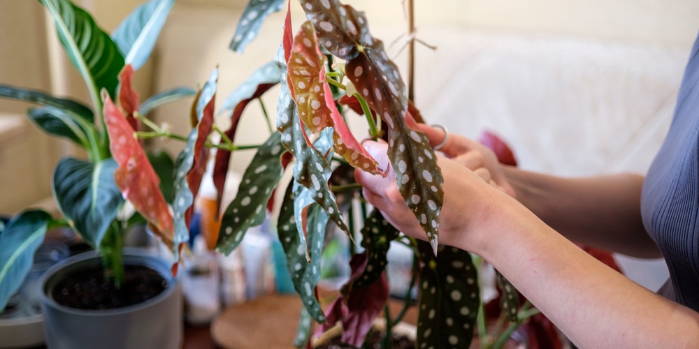 Propagate a Begonia Maculata