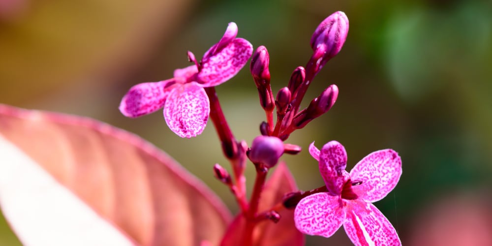 Pseuderanthemum