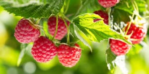 how to keep raspberries from spreading