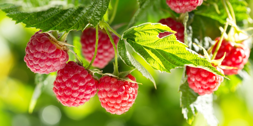 When to Plant Raspberries in Oregon