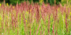 When to Plant Creeping Red Fescue
