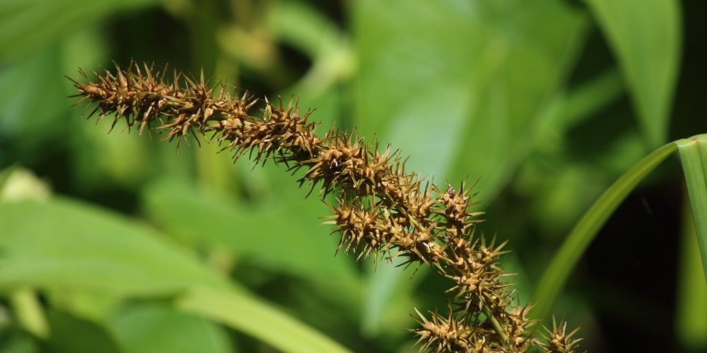 Types of Burr Weeds