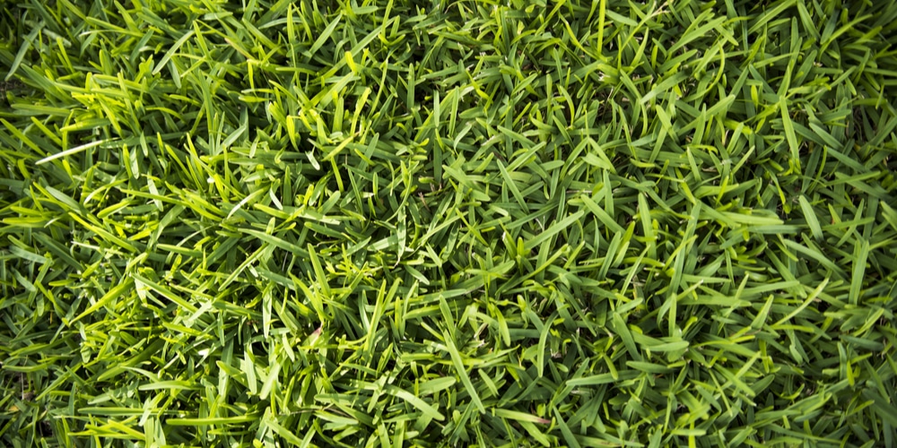 Best Grass Seed For Maryland