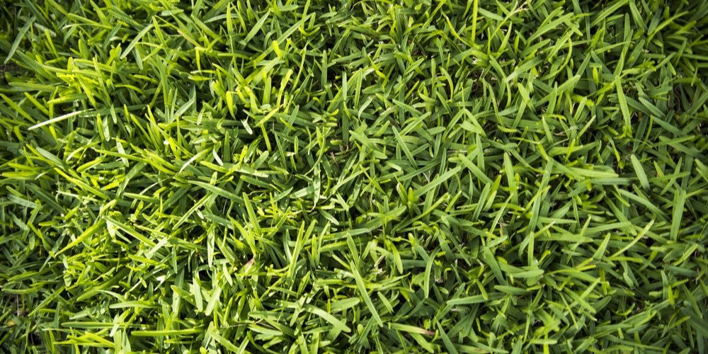 Best grass to grow under oak trees in Florida