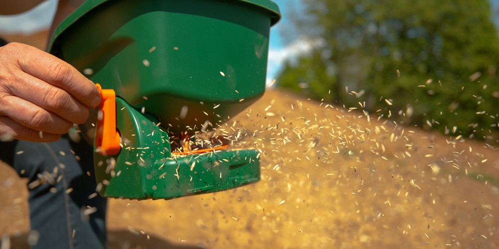 When to Plant Grass Seed in Colorado