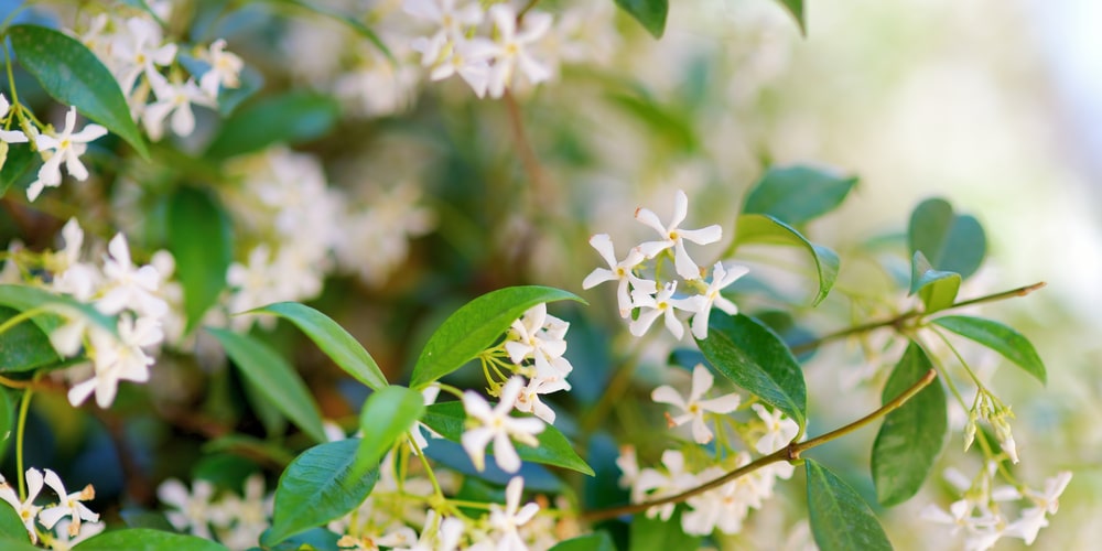 White Flowers in Florida