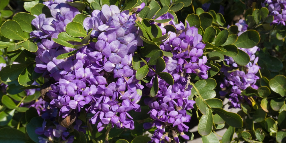 trees with purple flowers