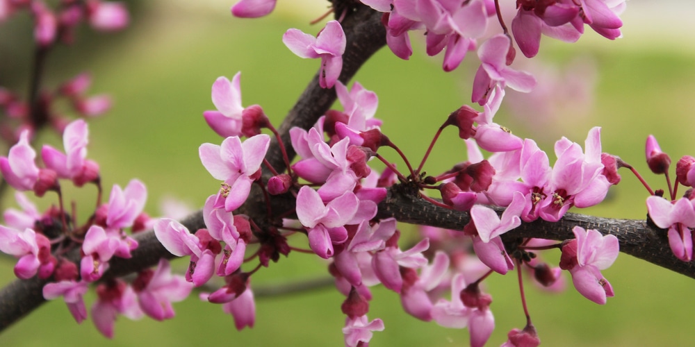 can you grow a redbud tree from a branch