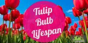 Tulip Bulb Lifespan