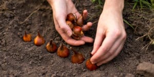 can you leave tulip bulbs in the ground all year