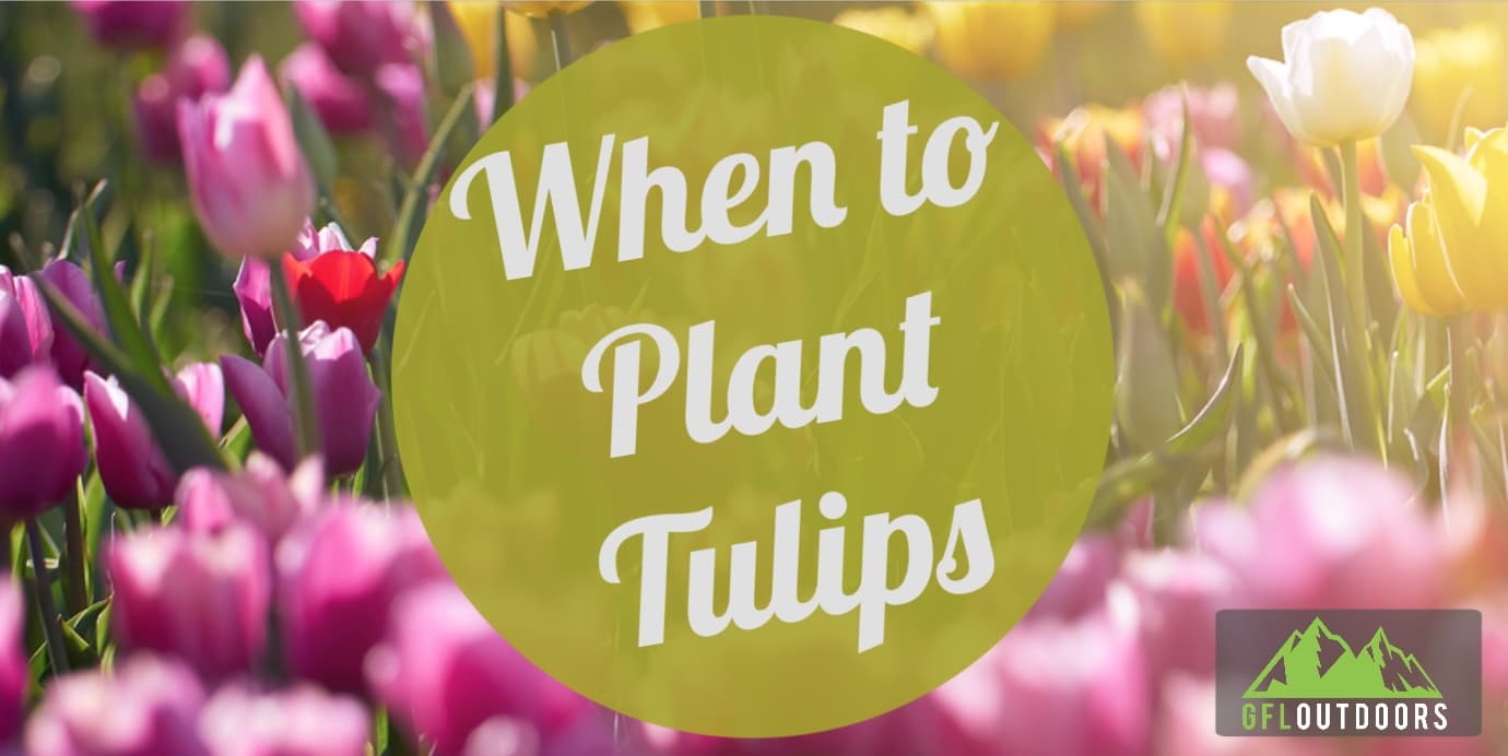 When to Plant Tulip Bulbs? GFL Outdoors
