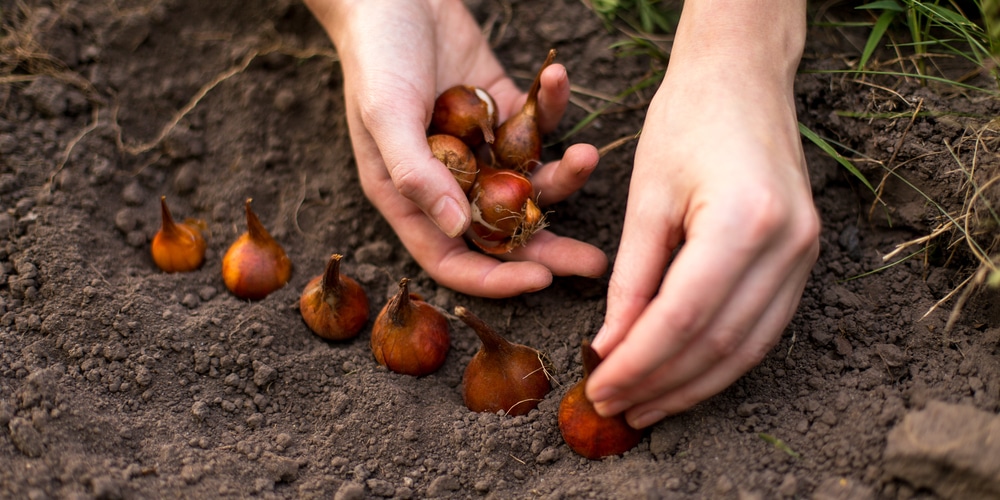 when to plant tulip bulbs in arkansas