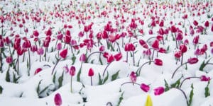 will frost kill tulips