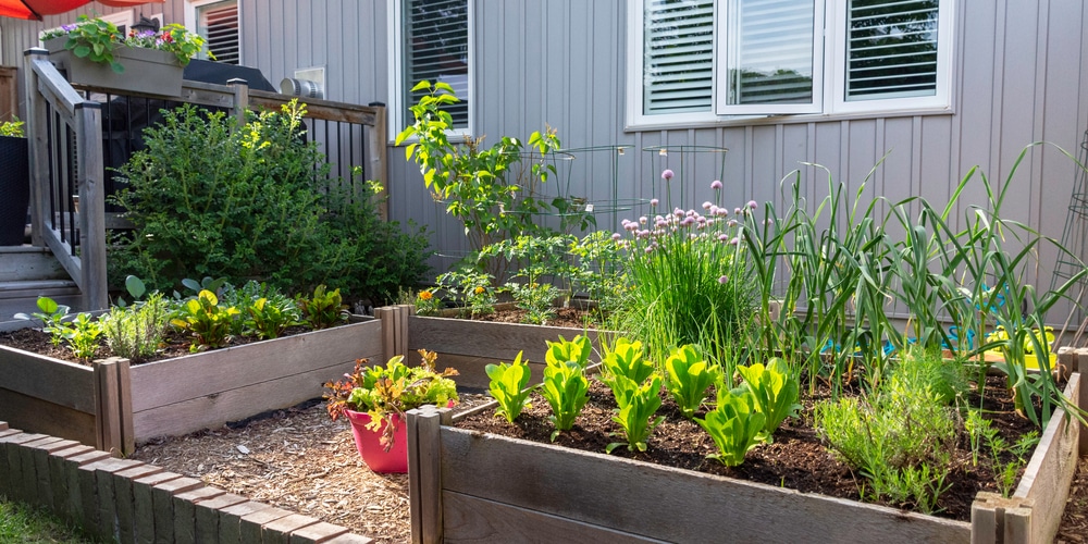 vegetable garden flies