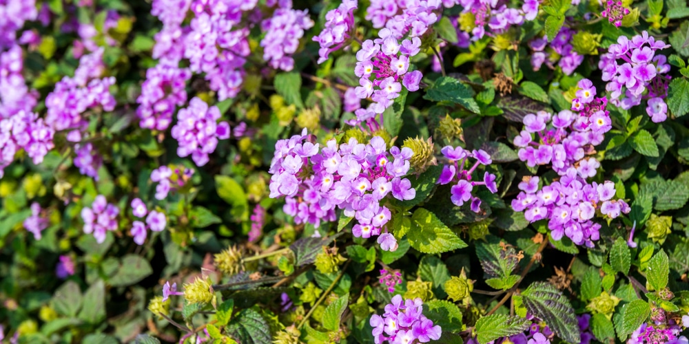 Saltwater Tolerant Plants