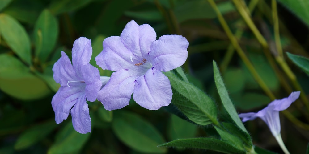 Winter Flowers Texas