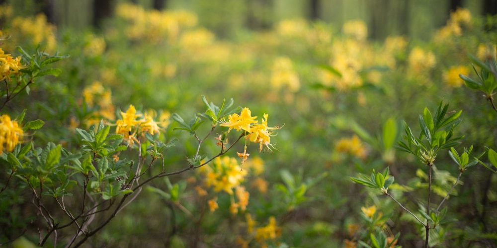 when do azaleas bloom in north carolina