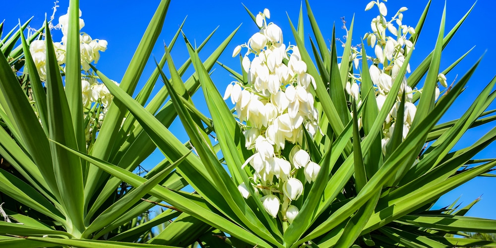  Plant Yucca Seeds